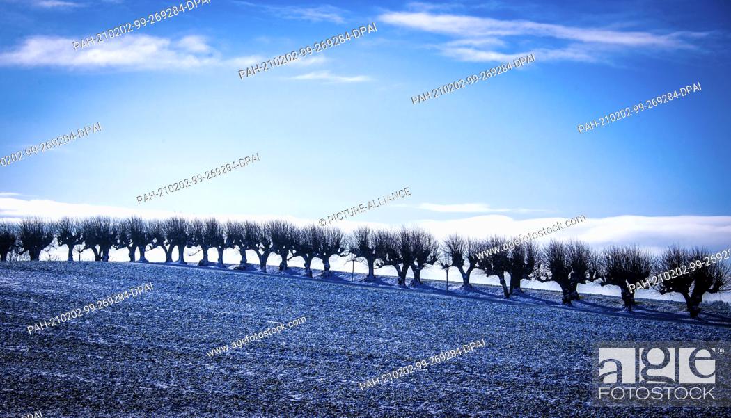 Stock Photo: 02 February 2021, Mecklenburg-Western Pomerania, Klütz: Snow lies in front of the approximately 300-metre-long linden avenue in front of Bothmer Castle.