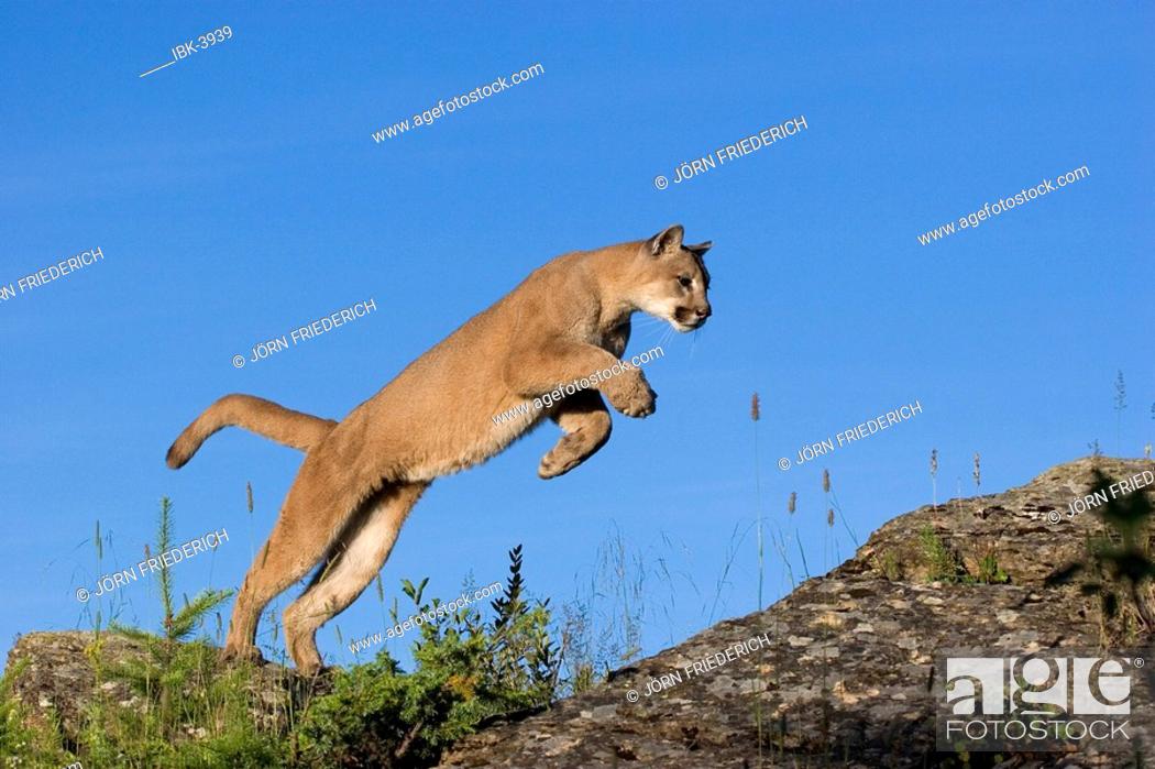 Jumping puma (felis concolor), Stock Photo, Picture And Royalty Free Image.  Pic. IBK-3939 | agefotostock