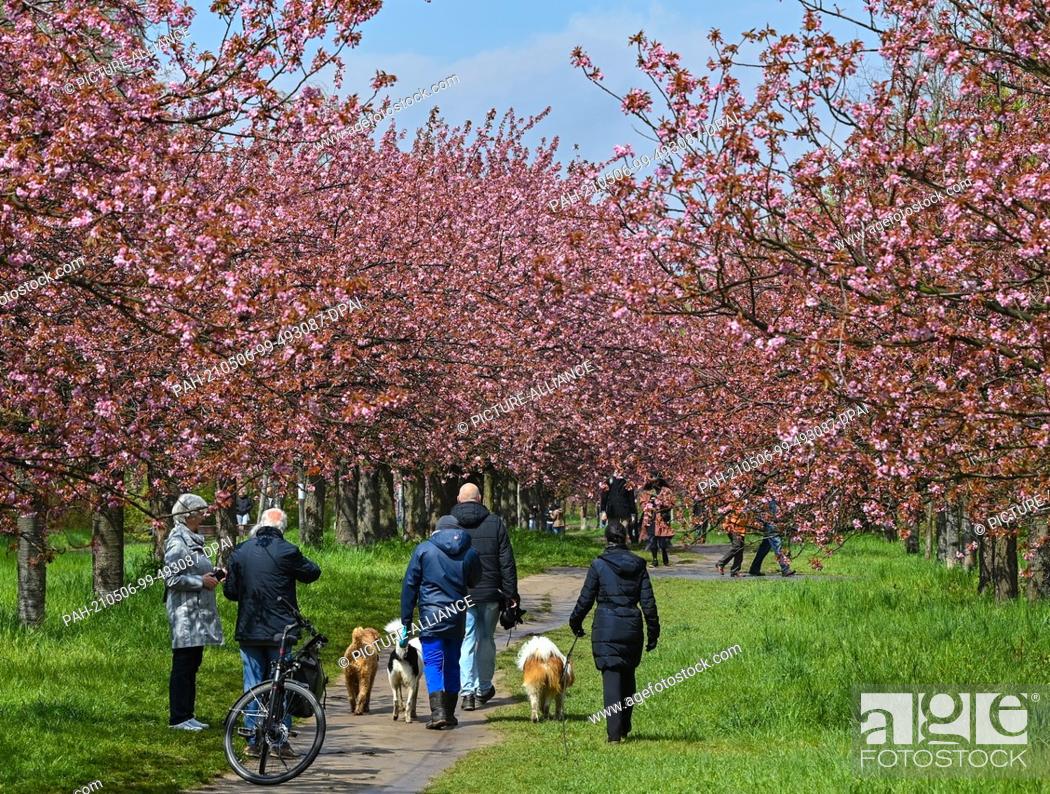 Stock Photo: 06 May 2021, Brandenburg, Teltow: Passers-by walk along the Japanese TV Asahi cherry blossom avenue on the former Wall strip on the state border between.