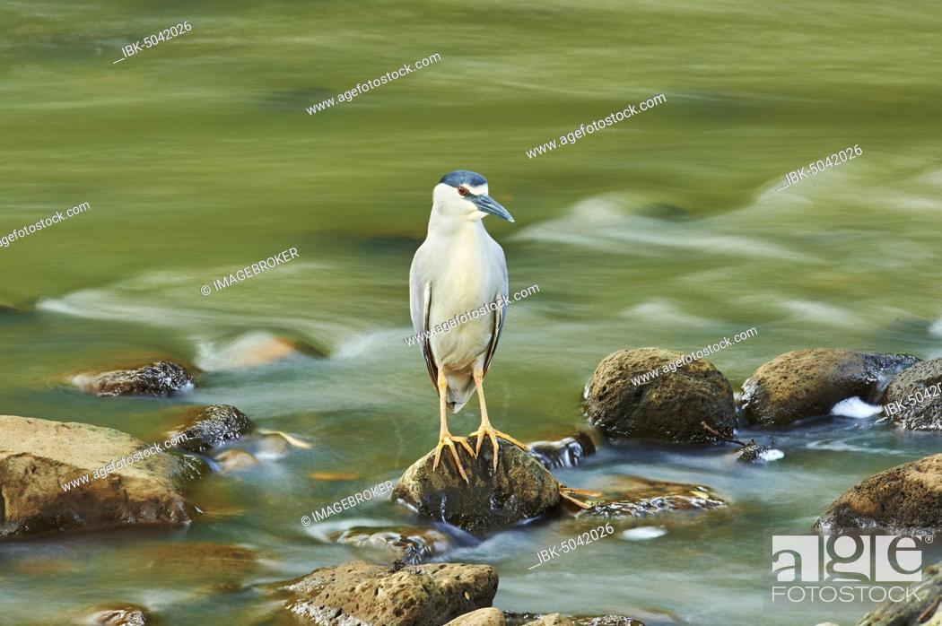 Stock Photo: Black-crowned night heron (Nycticorax nycticorax), standing on a stone in river, Oahu, O'ahu, Hawaii, USA, North America.
