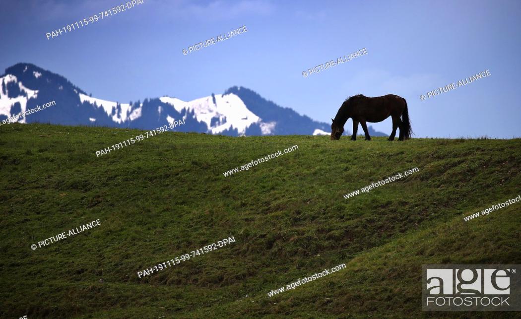 Stock Photo: 15 November 2019, Bavaria, Schwangau: A horse grazes in a green meadow in front of the snow-covered Alps. Photo: Karl-Josef Hildenbrand/dpa.