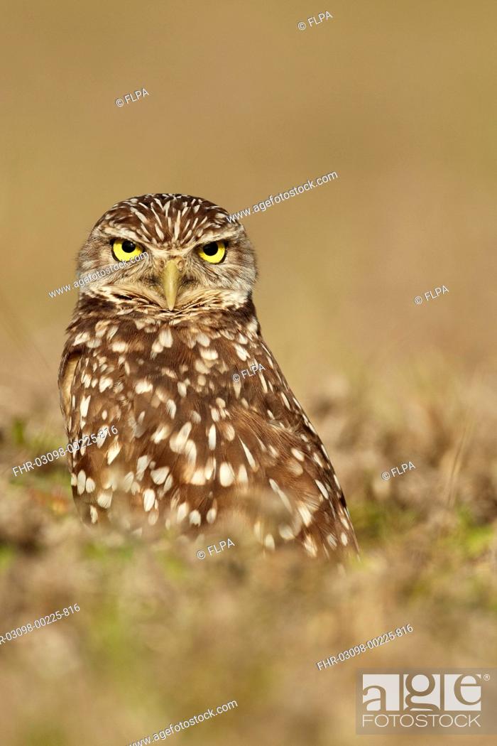 Stock Photo: Burrowing Owl Speotyto cunicularia adult, in direct stare, standing in hollow near burrow, Cape Coral, Florida, U S A , February.