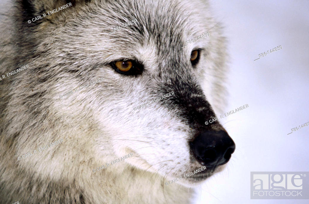 Stock Photo: Gray Wolf (Canis lupus), female. Vermont. USA.