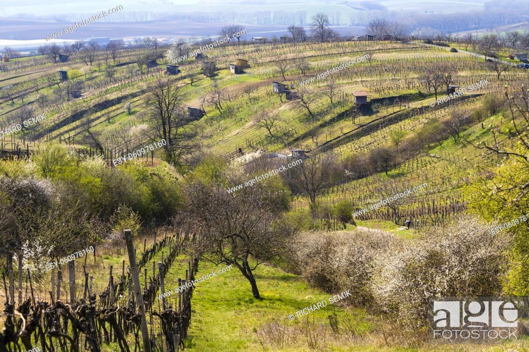 Stock Photo: spring vineyard near Mutenice, Southern Moravia.