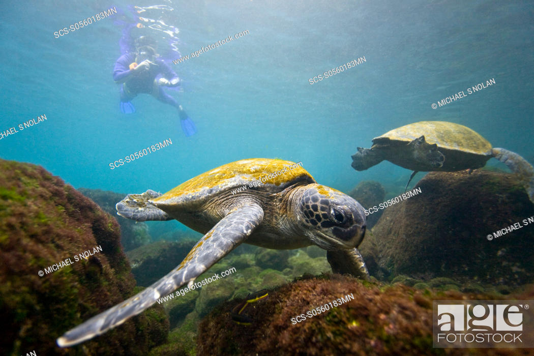 Stock Photo: Adult green sea turtle Chelonia mydas agassizii underwater off the west side of Isabela Island in the waters surrounding the Galapagos Island Archipeligo.