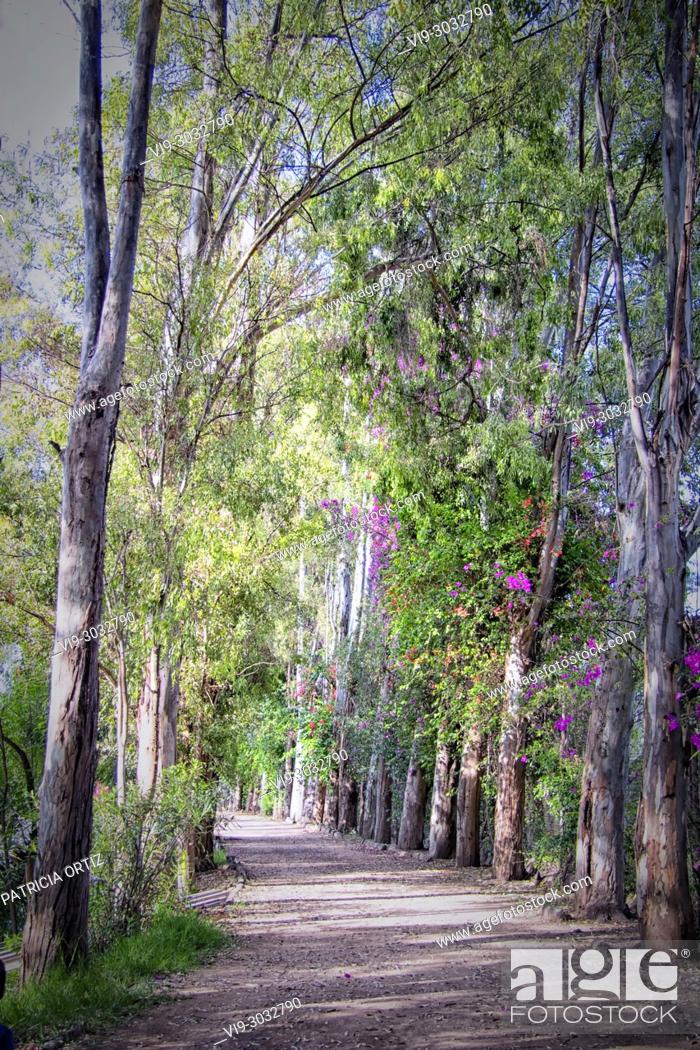 Stock Photo: Tree Path in Galindo, Querétaro, MEXICO.