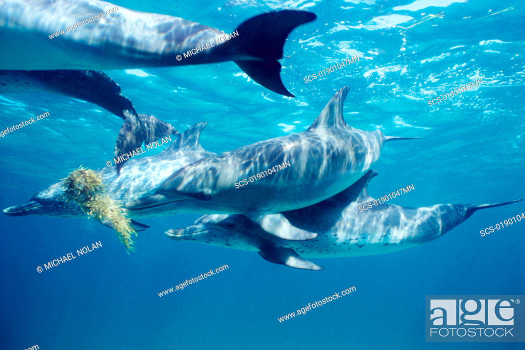 Stock Photo: Atlantic spotted dolphins playing with sea grass Little Bahama Banks, GB.