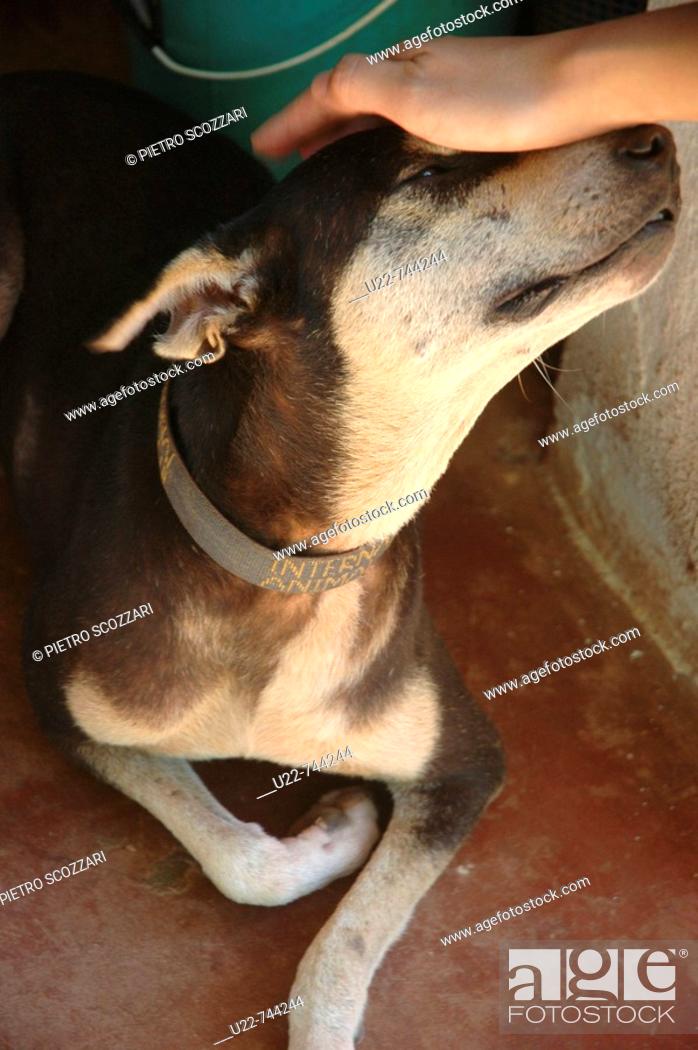 Assagao Goa, India, recovering dog at the International Animal Rescue  kennel, Stock Photo, Picture And Rights Managed Image. Pic. U22-744244 |  agefotostock