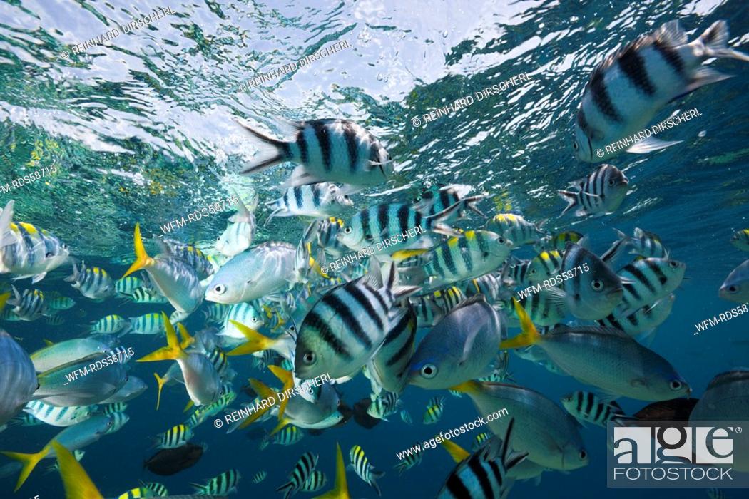 Stock Photo: Colorfully schooling Fishes, Micronesia, Palau.