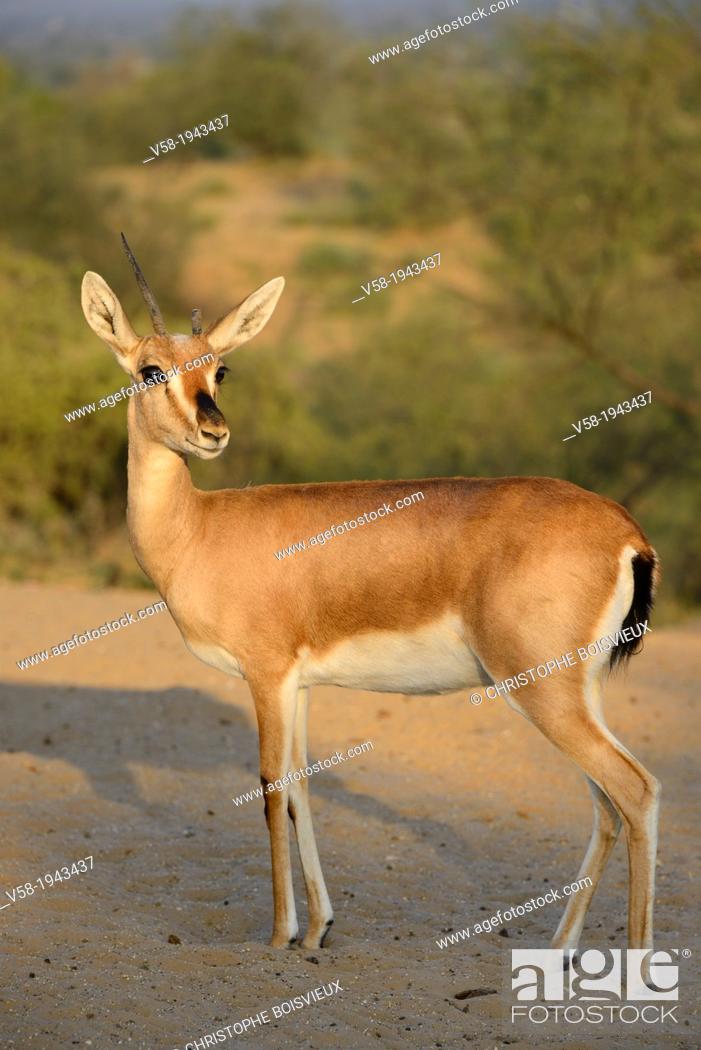 India, Rajasthan, Jodhpur region, Wild Chinkara (Indian gazelle), Stock  Photo, Picture And Rights Managed Image. Pic. V58-1943437 | agefotostock