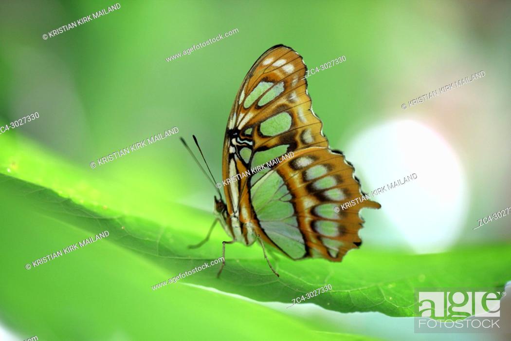 Stock Photo: The Siproeta Stelenes butterfly, Costa Rica.
