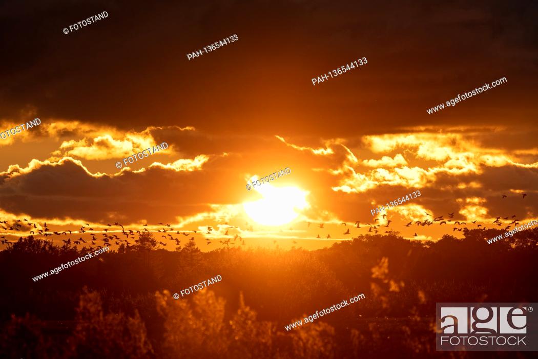 Imagen: Dierhagen - Ost, Germany October 2020 Ostseestrand - October - 2020 Reeds, reeds, evening sun, autumn, sunset, cranes | usage worldwide.