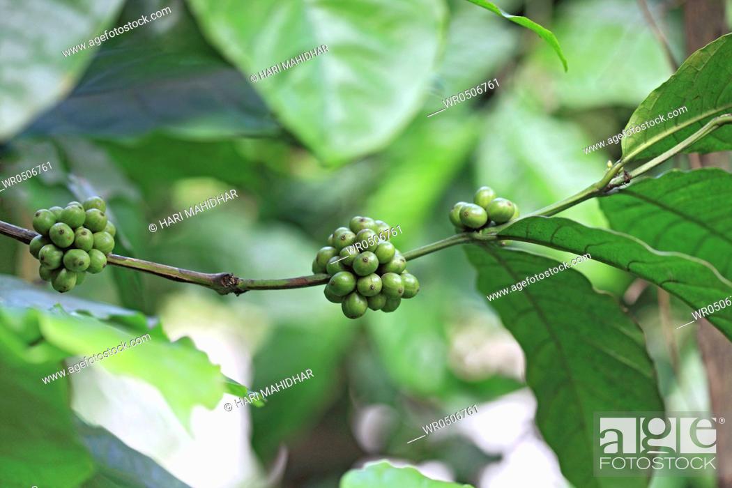 Stock Photo: Coffee plant arabica , Thekkady Thekkadi , Dist Idukki , Kerala , India.