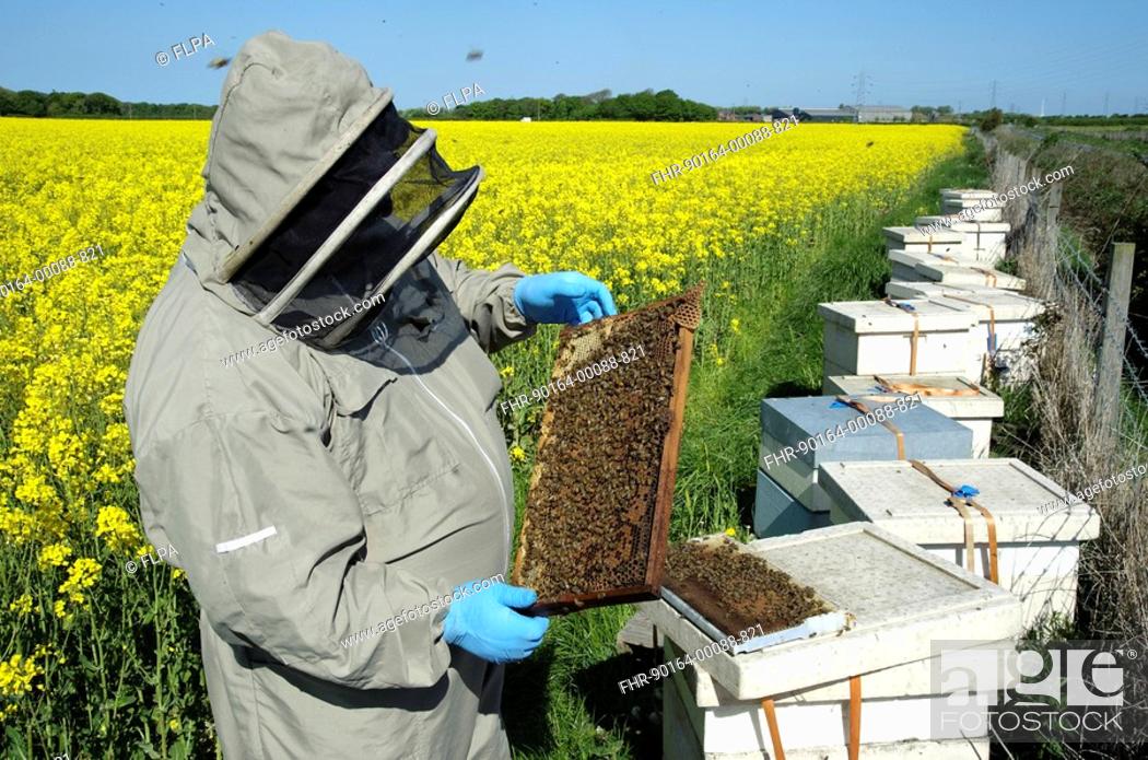 Stock Photo: Beekeeper inspecting frame of Western Honey Bee Apis mellifera hive, in Oilseed Rape Brassica napus crop, Lancashire, England, may.