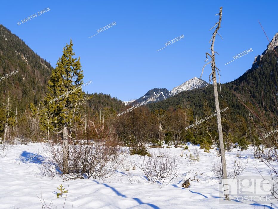 Stock Photo: Common juniper (Juniperus communis). The protected alluvial gravel plain Friedergries in the Ammergau Alps (Ammergauer Alpen) in the northern limestone Alps of.