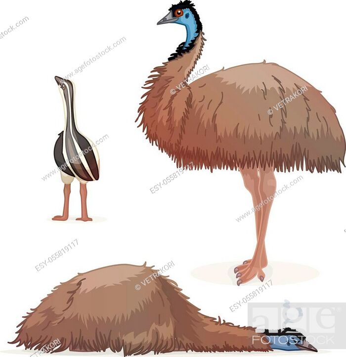 vector cartoon animal clipart: ostrich emu bird, Stock Vector, Vector And  Low Budget Royalty Free Image. Pic. ESY-055819117 | agefotostock