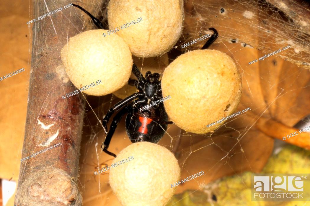 Stock Photo: Black Widow Spider female with egg cases (Latrodectus mactans).