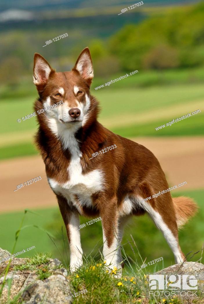 Lapponian Herder Lapinporokoira Or Lapp Reindeer Dog Standing On A Plateau Stock Photo Picture And Rights Managed Image Pic Ibr 1227033 Agefotostock