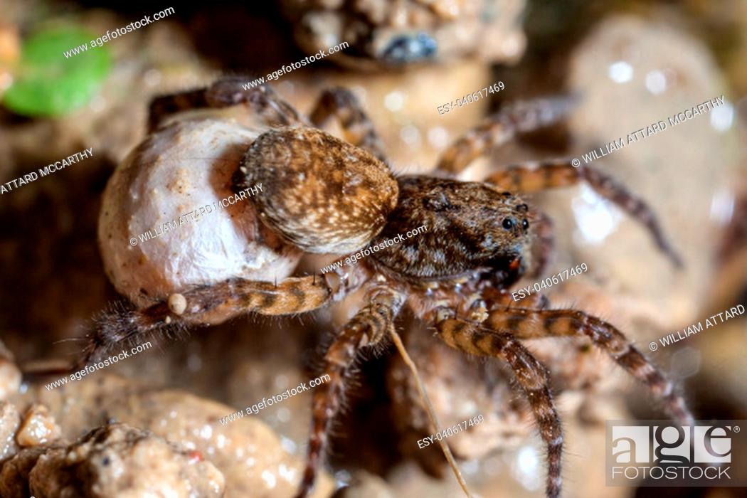 Stock Photo: A female wolf spider carries her egg sac through the undergrowth.