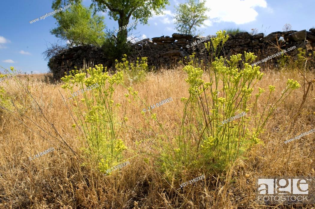 Stock Photo: Mountain rue (Ruta montana) is a medicinal and toxic perennial shrub native to Iberian Peninsula, Greece, north Africa and western Turkey.