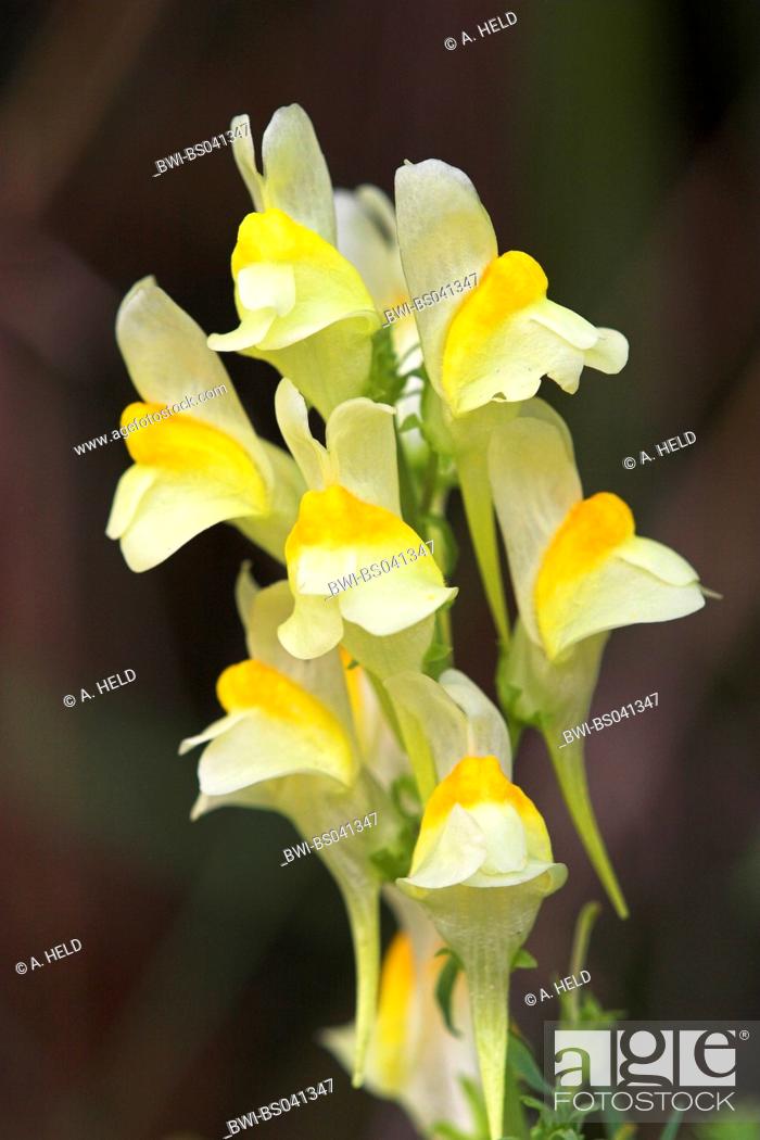 Stock Photo: common toadflax, yellow toadflax, ramsted, butter and eggs (Linaria vulgaris), inflorescence, Germany, Baden-Wuerttemberg.