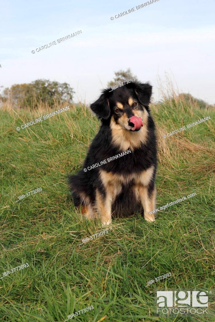 Australian Shepherd Mixed Breed Dog Sitting On A Meadow North Rhine Westphalia Germany Stock Photo Picture And Rights Managed Image Pic Ibr 3773093 Agefotostock