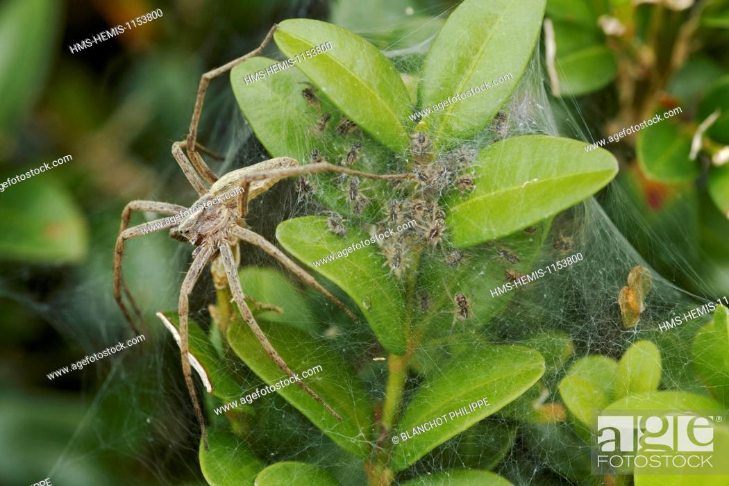 Stock Photo: France, Araneae, Pisauridae, Nursery web spider (Pisaura mirabilis), female protecting its babies on the nursery web.