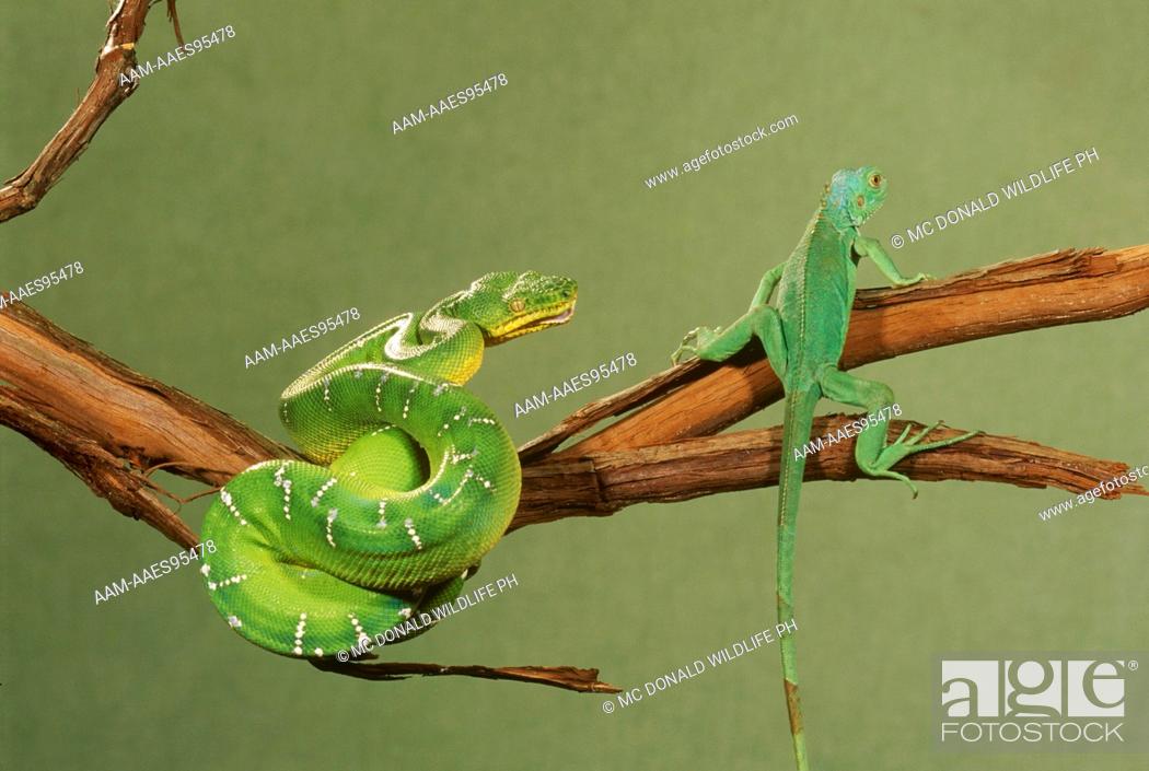 Stock Photo: Emerald Tree Boa (Boa canina) with Green Tree Iguana (Iguana iguana) S.A.