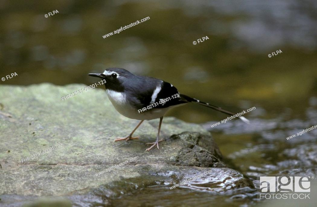 Stock Photo: Slaty-backed Forktail Enicurus schistaceus On rock - Chebaling, Guangdong, PRC.