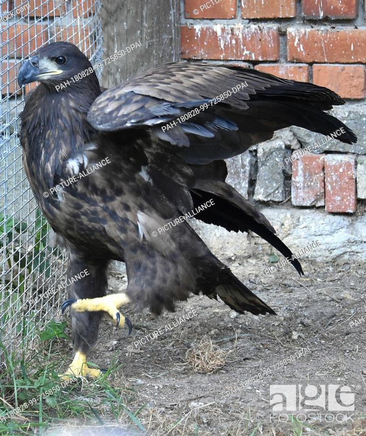 Stock Photo: 22 August 2018, Germany, Gerdshagen: A female eagle walks through an aviary in the Struck animal sanctuary. After the injuries of the almost starved animal have.