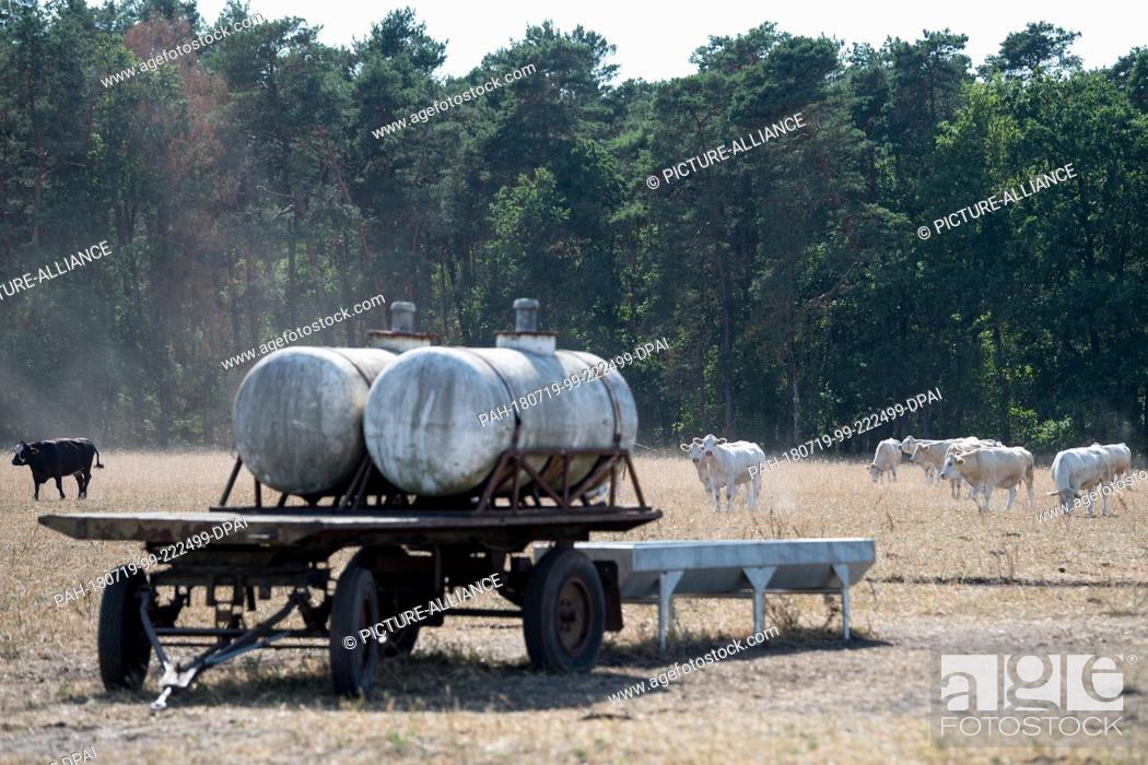 Stock Photo: 18 July 2018, Germany, Wildenhain: A water dispenser for the cows of the Agrarprodukte eG cattle raisers' group in a dry meadow.