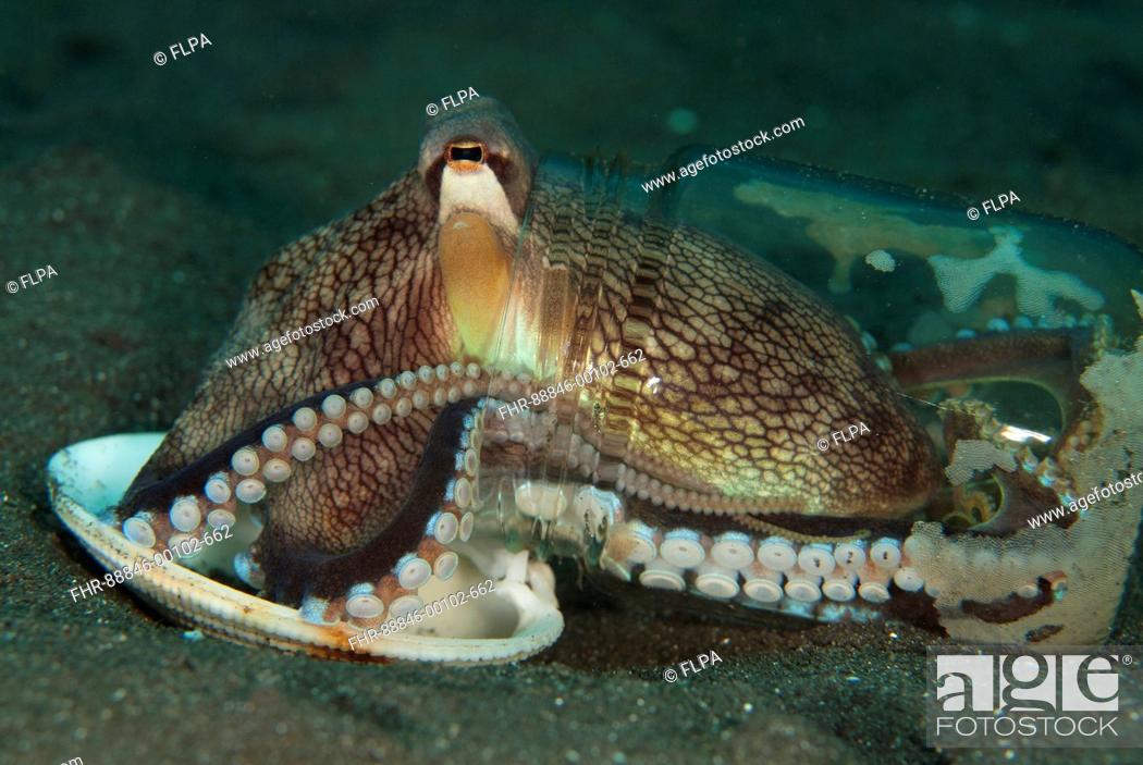 Stock Photo: Veined Octopus (Octopus marginatus), in bottle with shell for covering on black sand, Joleha dive site, Lembeh Straits, Sulawesi, Indonesia.