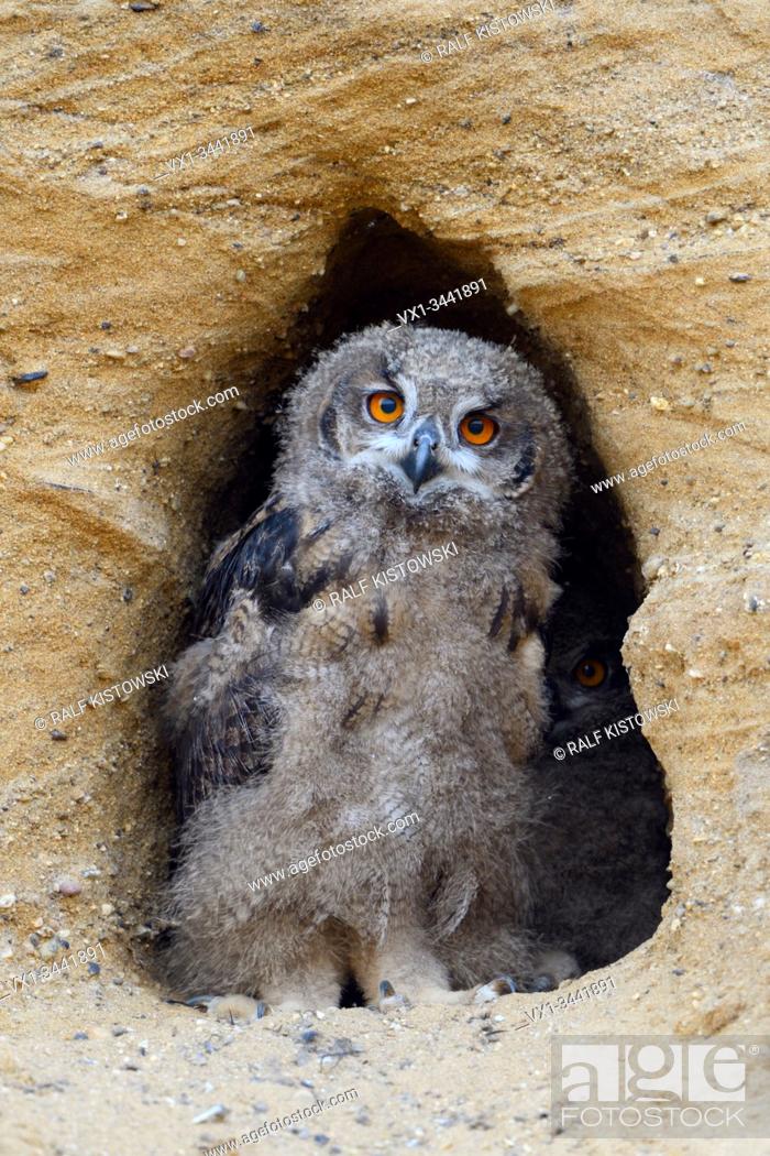 Stock Photo: Eurasian Eagle Owl / Europaeischer Uhu ( Bubo bubo ), chick, standing in the entrance of its nest burrow, looks cute, wildlife, Europe.