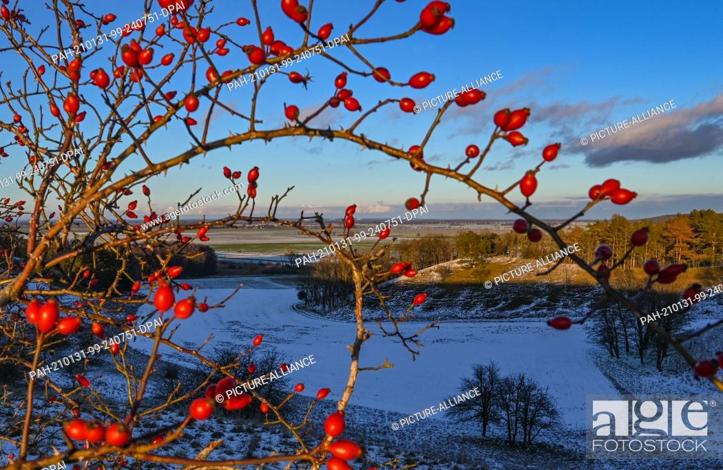 Stock Photo: 30 January 2021, Brandenburg, Mallnow: Red rose hips shine in the sunlight against the lightly snow-covered slopes on the edge of the Oderbruch.