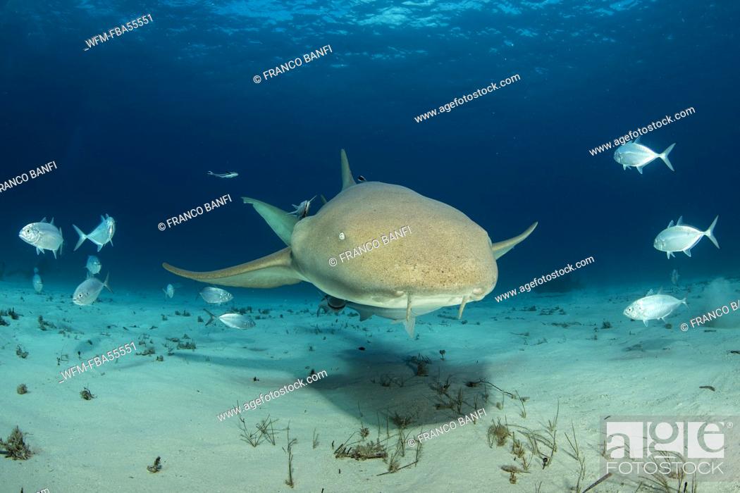 Stock Photo: Nurse Shark, Ginglymostoma cirratum, Bimini, Bahamas.