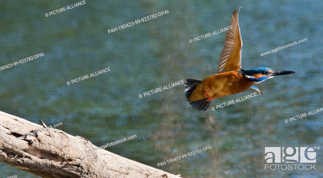 Stock Photo: 23 April 2019, Lower Saxony, Laatzen: A kingfisher flies at the nature reserve ""Alte Leine"" in the Leinemasch in the south of the Hannover region.