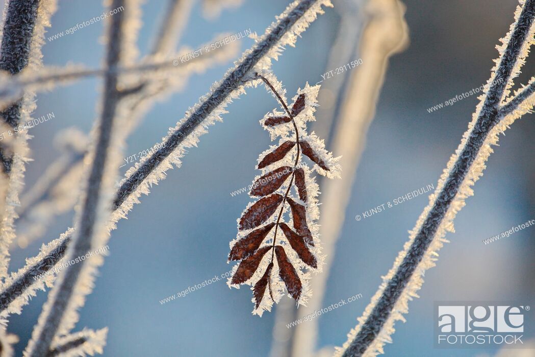 Stock Photo: Frost is covering twigs on a cold winter day. Västernorrland, Sweden.