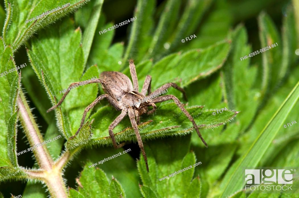 Stock Photo: Nursery-web Spider Pisaura mirabilis adult female, resting on leaf, Crossness Nature Reserve, Bexley, Kent, England, may.
