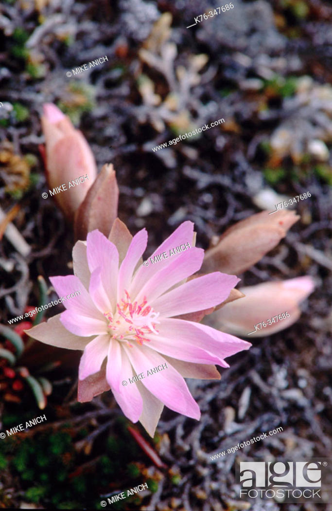 Bitterroot Flower Lewisia Rediviva Montana S State Flower Stock Photo Picture And Rights Managed Image Pic K76 347686 Agefotostock