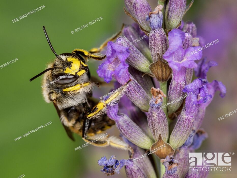 Stock Photo: European wool carder bee (Anthidium manicatum) on English Lavender (Lavandula angustifolia), male / Garten-Wollbiene (Anthidium manicatum) auf Echtem Lavendel.