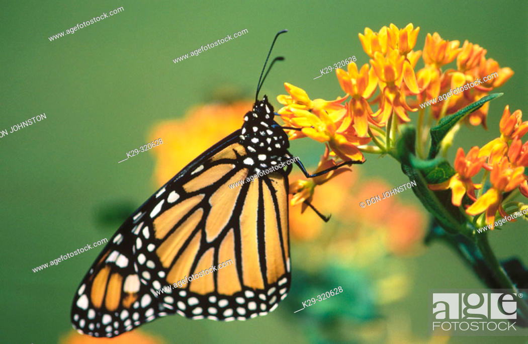 Stock Photo: Monarch Butterfly (Danaus plexippus) on orange butterflyweed.