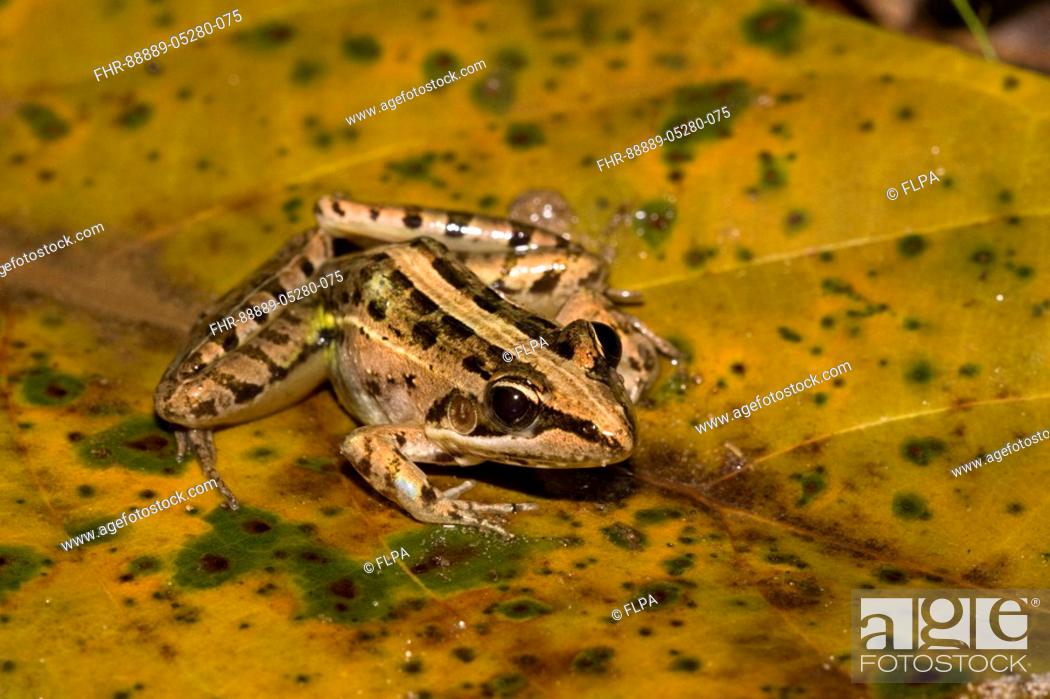 Stock Photo: Mascarene Rocket Frog , Ptychadena mascareniensis from madagascar.