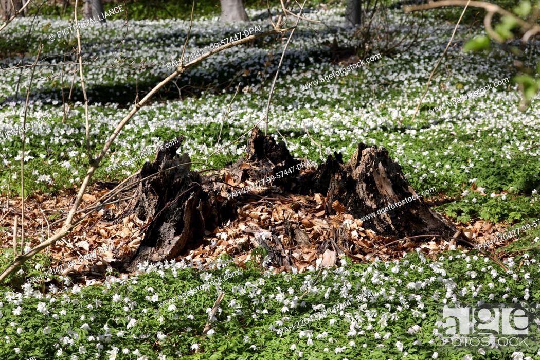 Stock Photo: 26 April 2022, Mecklenburg-Western Pomerania, Heiligendamm: In the Baltic resort, the blooming wood anemones (Anemone nemorosa) under the beeches provide a.