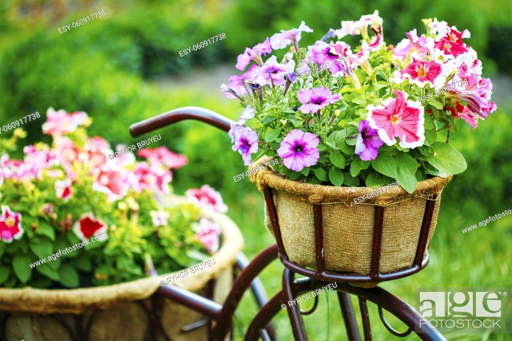 Stock Photo: Decorative Vintage Model Old Bicycle Equipped Basket Flowers Garden. Toned Photo.