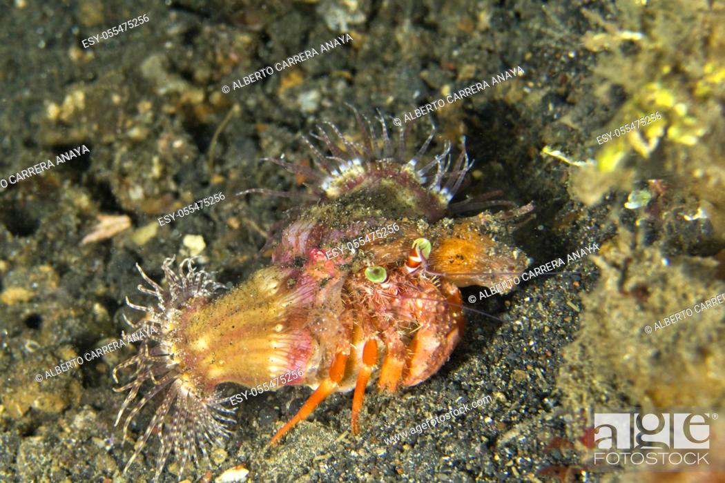 Stock Photo: Anemone Hermit Crab, Dardanus pedunculatus, Left-handed Hermit Crab, Lembeh, North Sulawesi, Indonesia, Asia.