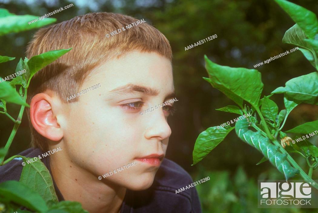 Stock Photo: Boy looking at Tobacco Hornworm (Manduca sexta).