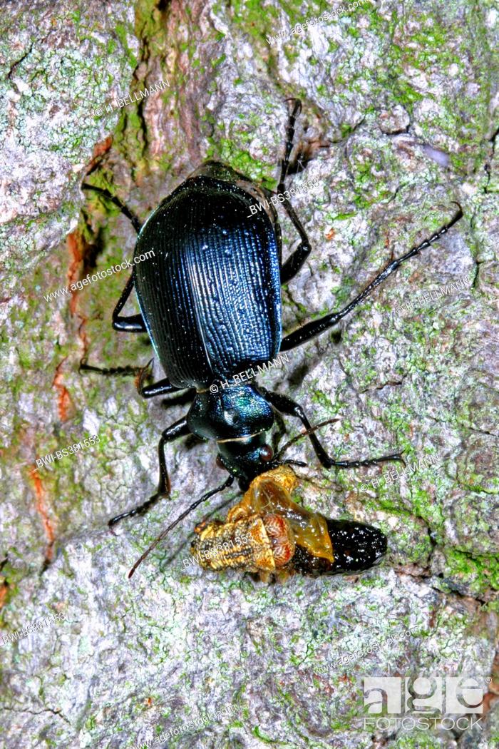 Stock Photo: oakwood ground beetle (Calosoma inquisitor), on a stone, Germany.