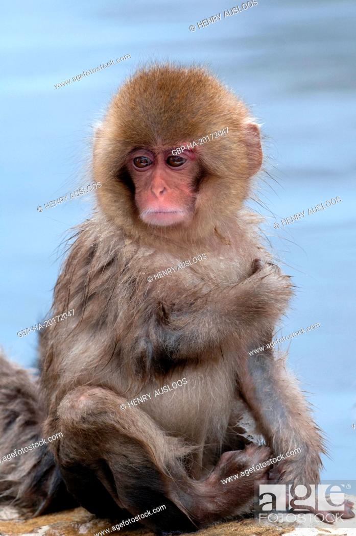 Stock Photo: Japanese macaque or snow japanese monkey, baby (Macaca fuscata), Japan.