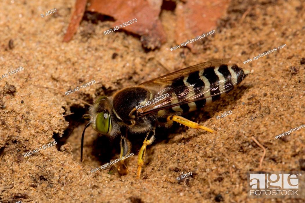 Imagen: sand wasp, Bembix rostrata,.