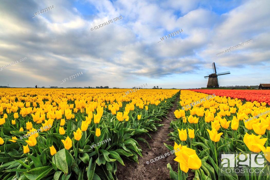 Stock Photo: Spring clouds on fields of multicolored tulips and windmill Berkmeer Koggenland North Holland Netherlands Europe.